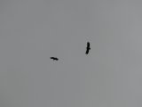 Birds 1