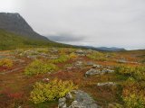Fjelds 5