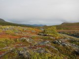 Fjelds 6