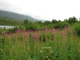 Flowers 1