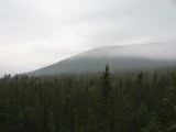 Forest 1
