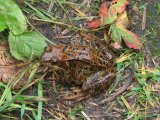 Frog 1