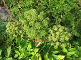 Garden angelica 1