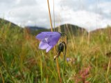 Harebell 1
