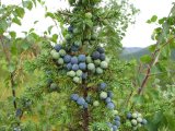 Juniper berries 1