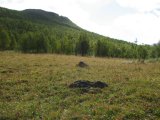 Meadow 3