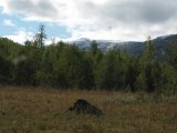 Meadow 4