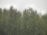 Rain 15