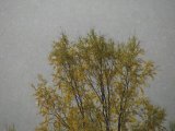 Rain 16