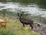 Reindeer 3