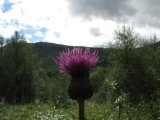 Thistle 1