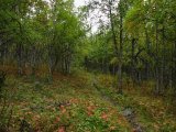 Trail 6
