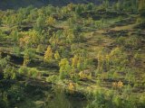 Trees 2