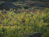 Trees 3