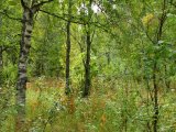 Trees 1