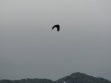 Bird 1
