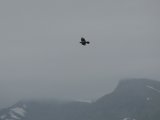 Bird 2