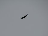 Bird 3