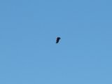 Bird 1
