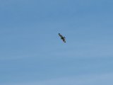 Bird 1