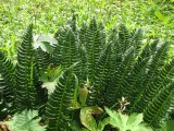 Ferns 1