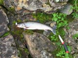 Fish 1