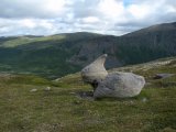 Rabbit stone 1