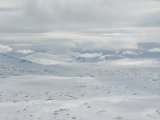 Fjelds 8