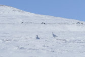 Ptarmigans 1