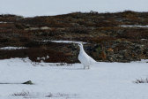 Ptarmigan 1