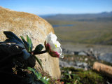 Flower 6