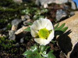 Flower 5