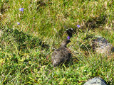 Ptarmigan 1