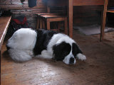 Dog 2