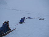 Dogsleds 1