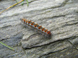 Caterpillar 1