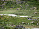 Elk 1