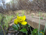 Flower 1