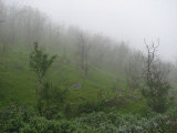 Fog 25