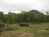 Meadow 1