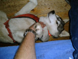 Dog 1