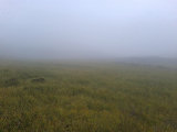 Fog 1