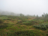 Fog 4