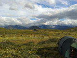 Tent 6