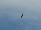 Bird 1