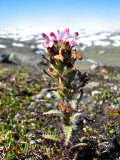 Flower 1