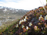 Flowers 1
