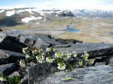 Flowers 1