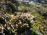 Heather 1