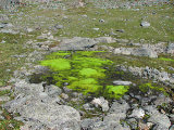 Moss 1